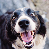Customer profile image: closeup of black and white dog