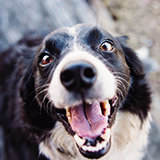 Closeup of black and white dog