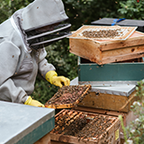 Customer profile image: beekeeper at beehive